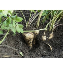 All American Parsnips