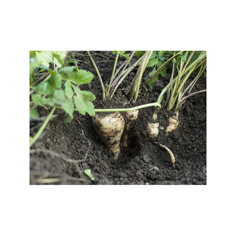 All American Parsnips