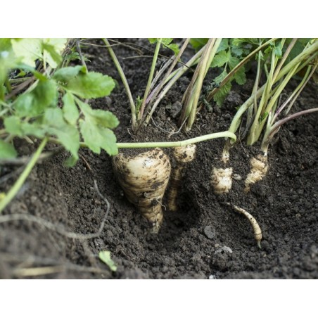 All American Parsnips