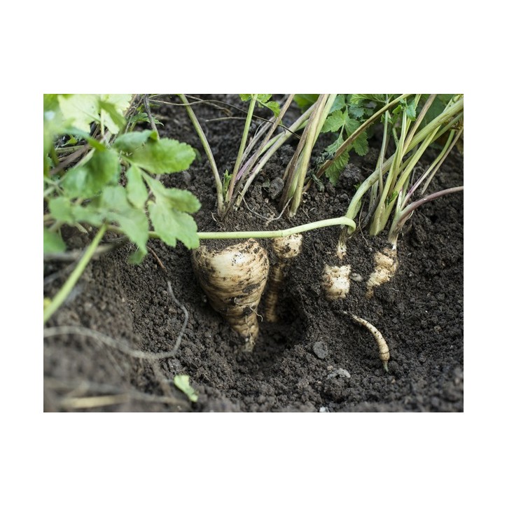 All American Parsnips