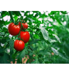 Ace 55 Tomato