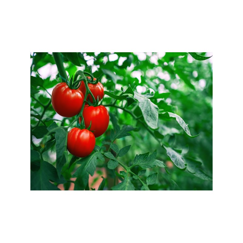 Ace 55 Tomato