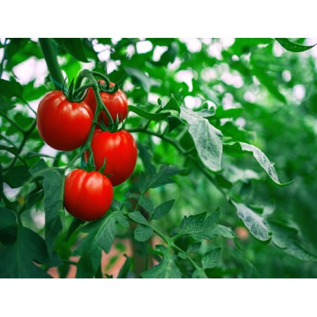 Ace 55 Tomato