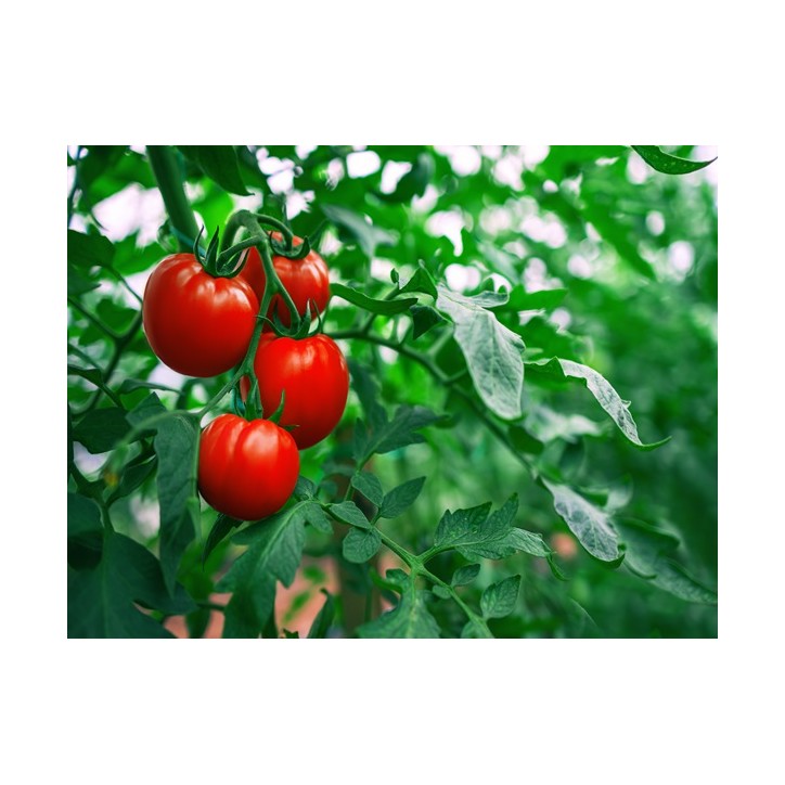 Ace 55 Tomato