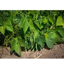 Top Crop Bush Bean Seeds