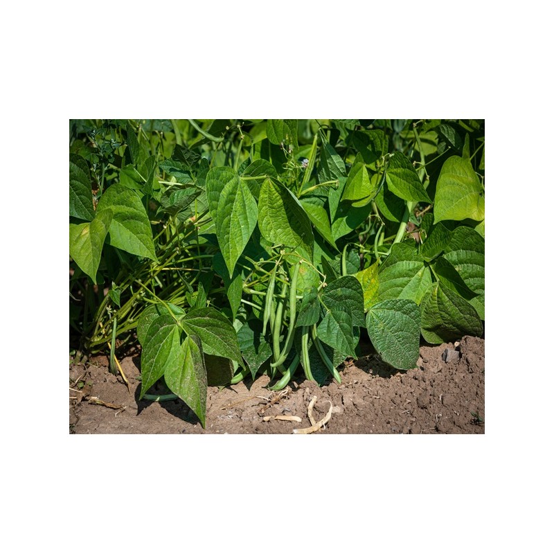 Top Crop Bush Bean Seeds