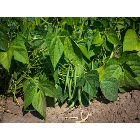 Top Crop Bush Bean Seeds