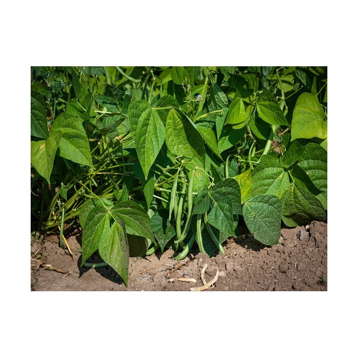 Top Crop Bush Bean