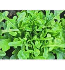 Oakleaf Lettuce