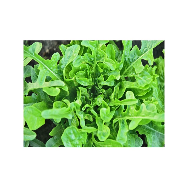 Oakleaf Lettuce