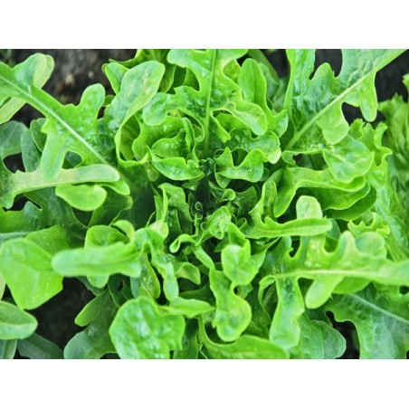 Oakleaf Lettuce