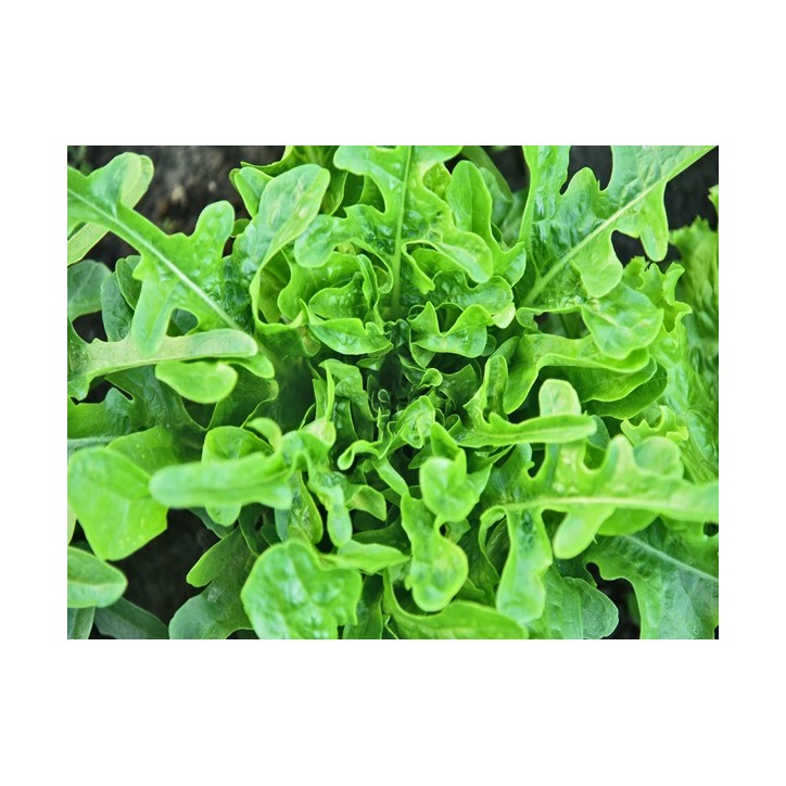 Oakleaf Lettuce