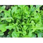 Lettuce Seeds - Oakleaf Lettuce Seeds - Oakleaf