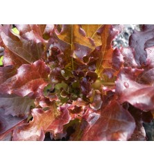 Red Bowl Salad Lettuce