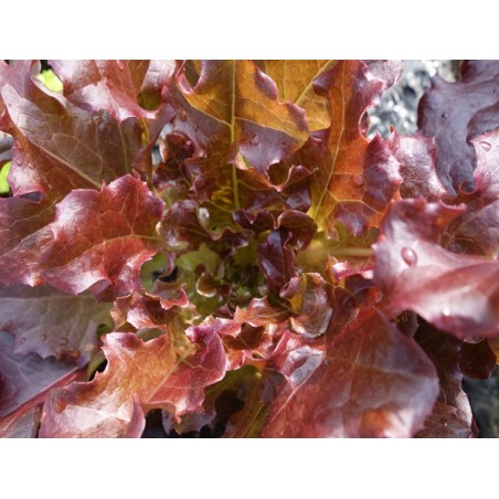 Red Bowl Salad Lettuce