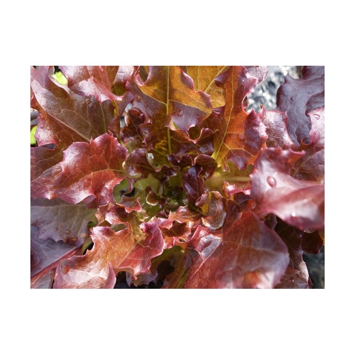Lettuce Seeds, Red Bowl Salad