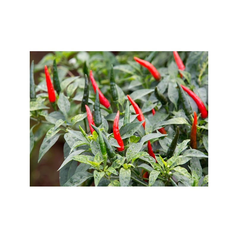 Cayenne Pepper