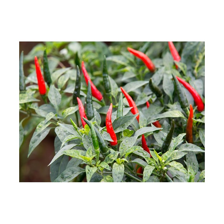 Cayenne Pepper