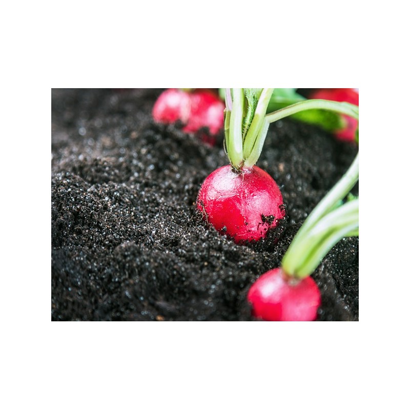 Champion Radish