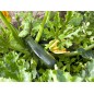 Squash Seeds - Black Beauty Zucchini Squash Seeds - Black Beauty Zucchini