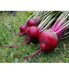 Chioggia Beet