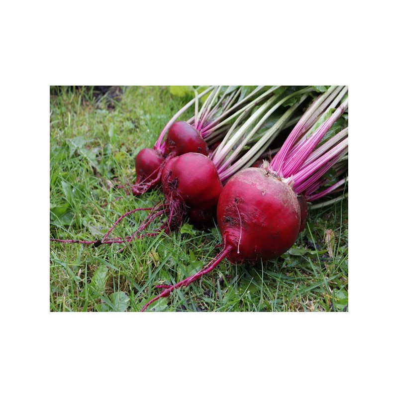 Chioggia Beet