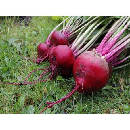 Chioggia Beet