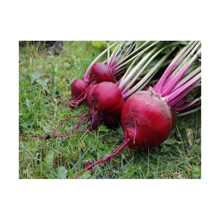 Chioggia Beet