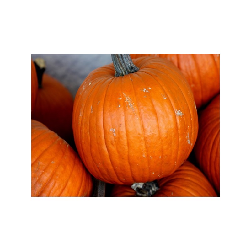 Connecticut Field Pumpkin