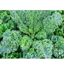 Vates Blue Scotch Curled Kale