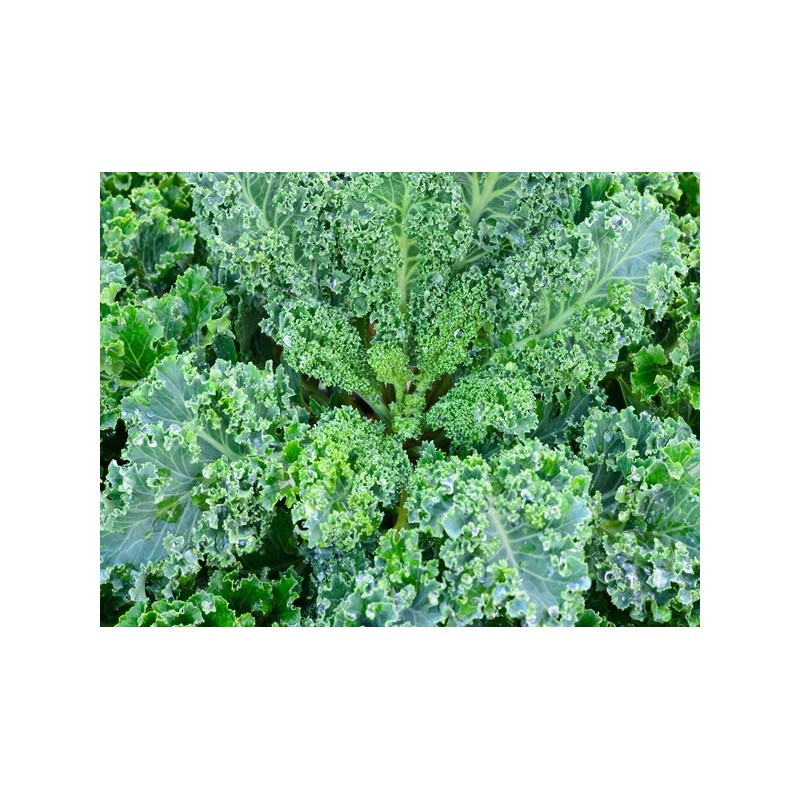 Vates Blue Scotch Curled Kale