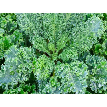 Vates Blue Scotch Curled Kale