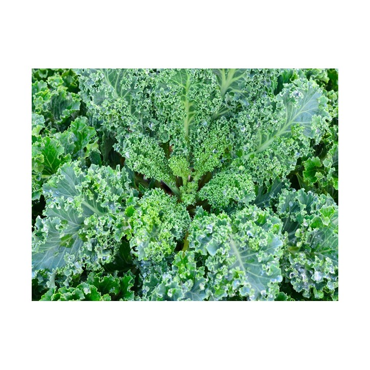 Vates Blue Scotch Curled Kale