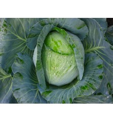 Early Jersey Wakefield Cabbage