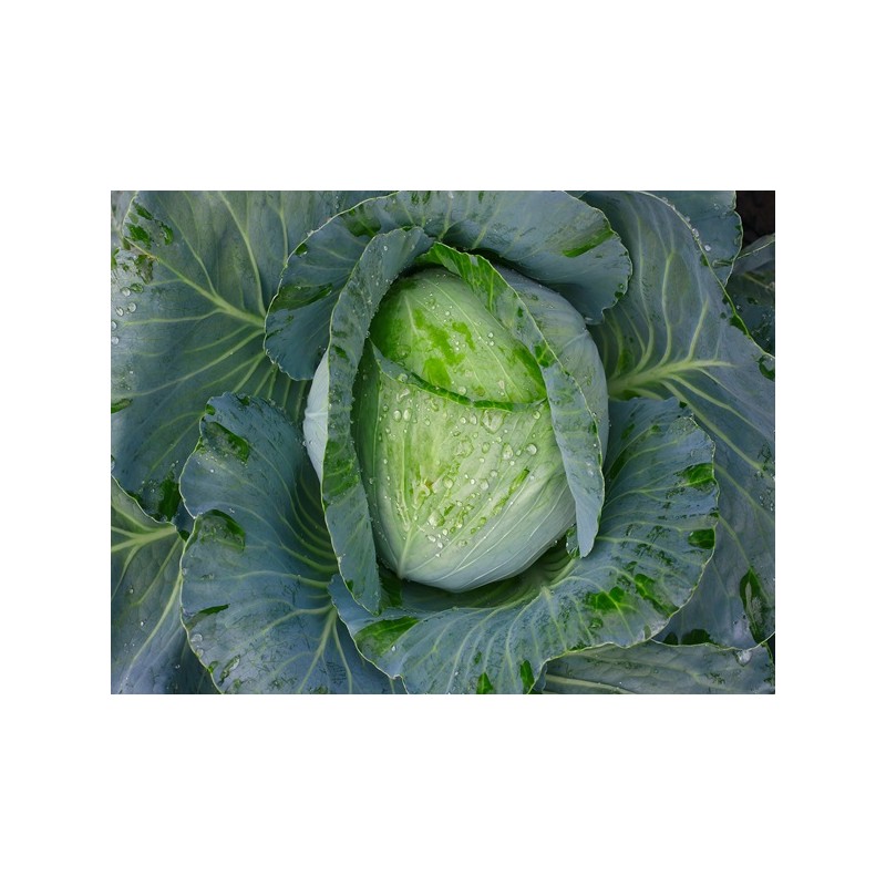 Early Jersey Wakefield Cabbage