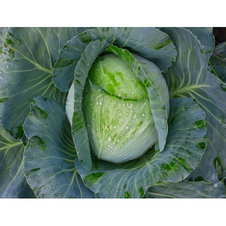 Early Jersey Wakefield Cabbage