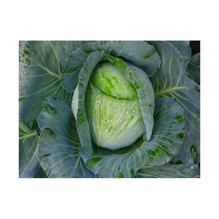 Cabbage Seeds, Early Jersey Wakefield