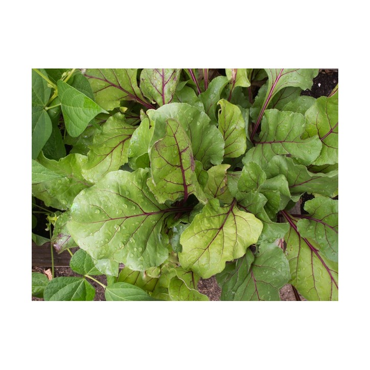 Beet Seeds, Early Wonder