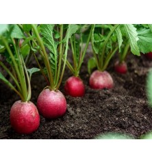 German Giant Radish