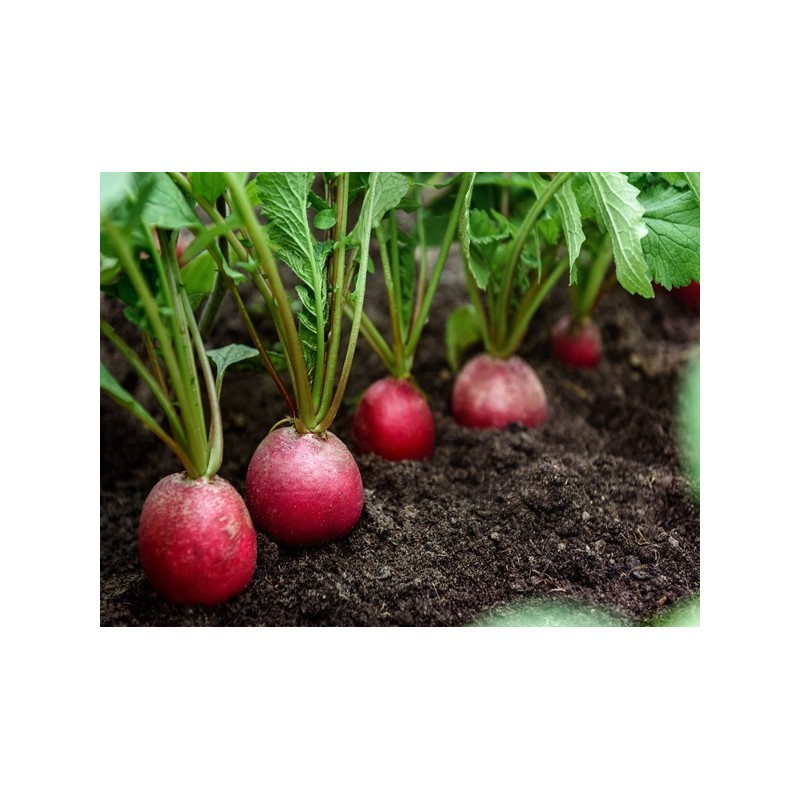 German Giant Radish