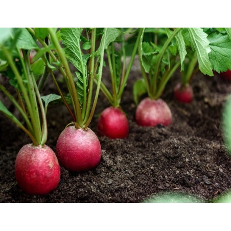 German Giant Radish