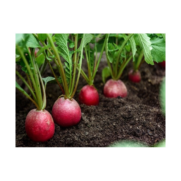 German Giant Radish