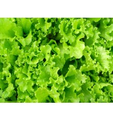 Waldman's Green Lettuce