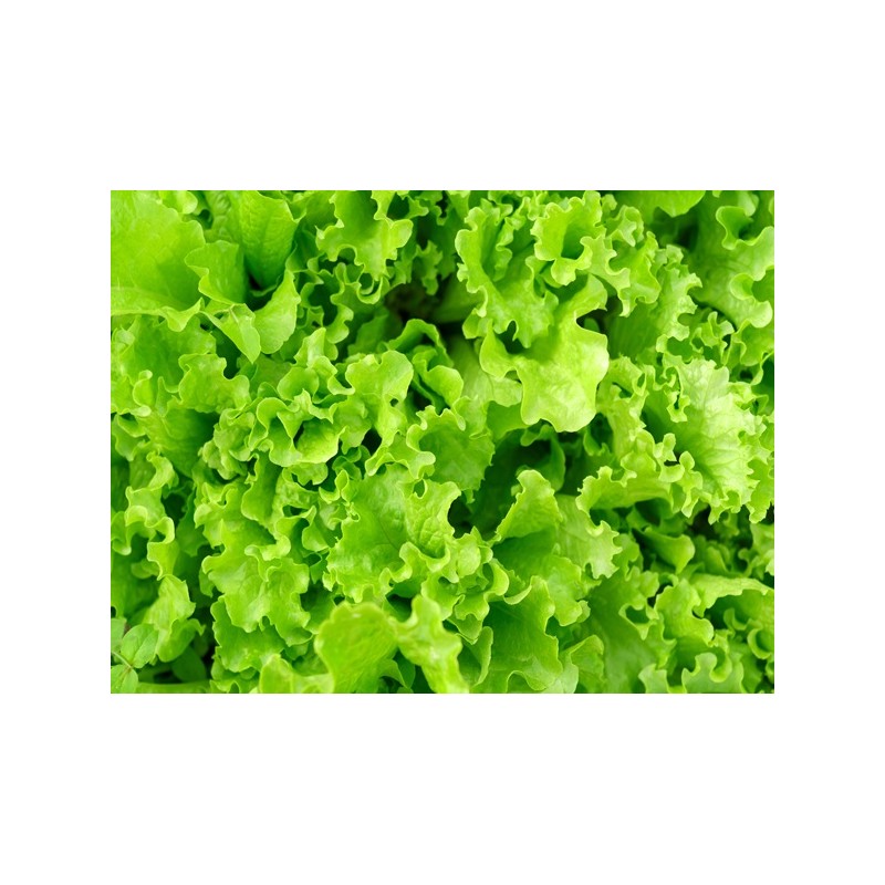 Waldman's Green Lettuce