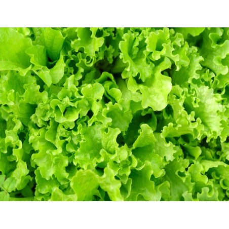 Waldman's Green Lettuce