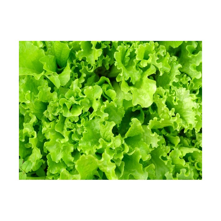 Waldman's Green Lettuce