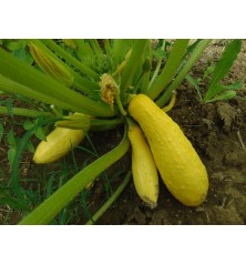 Early Prolific Straightneck Squash