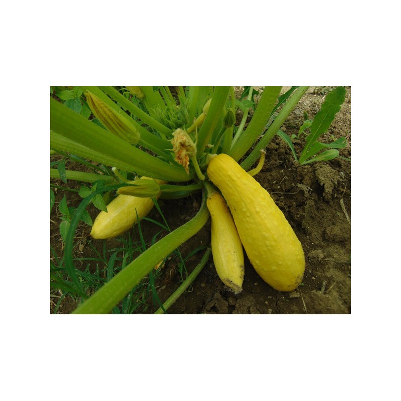 Early Prolific Straightneck Squash