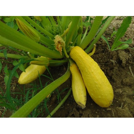 Early Prolific Straightneck Squash