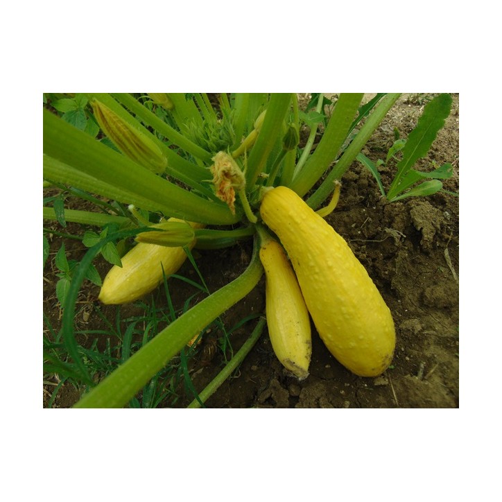 Early Prolific Straightneck Squash